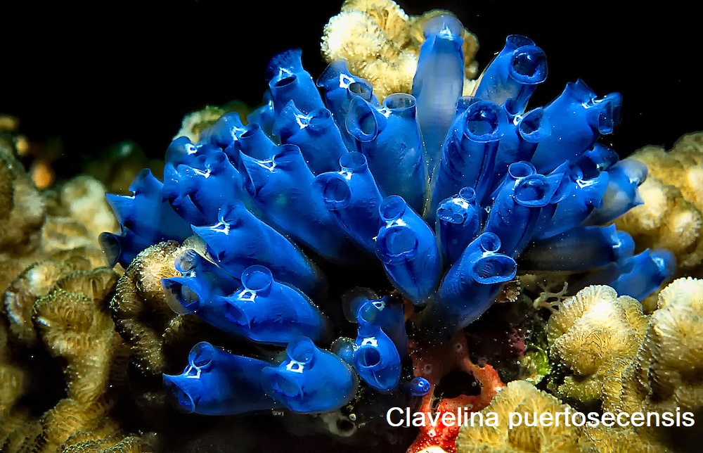 Campana Azul (Clavelina puerto-secensis)